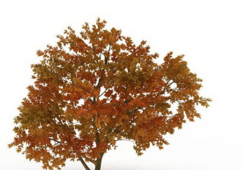 Nature European Fall Color Tree