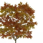 Fall Tree With Leaves