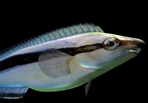 False Cleanerfish Animal