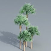 Nature Fan Palm Trees