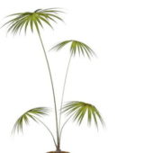 Potted Fan Palm Tree