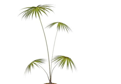 Potted Fan Palm Tree