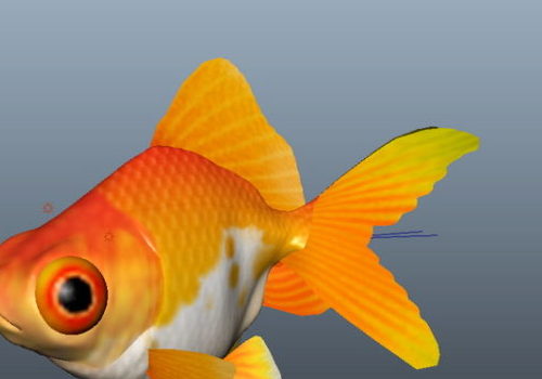 Fancy Goldfish Animal