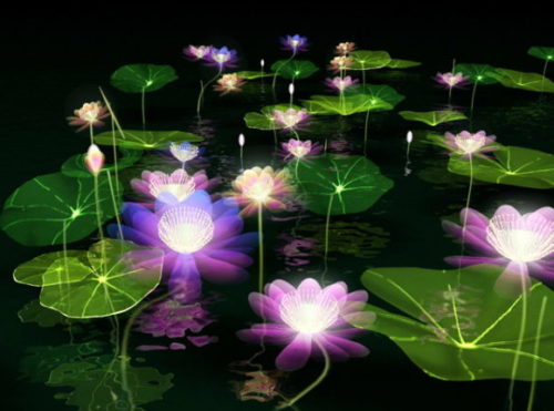 Lotus Pond Plant
