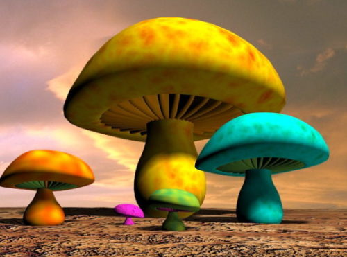 Fantasy Mushroom Plant