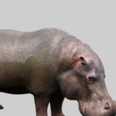 Realistic Hippopotamus