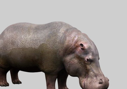 Realistic Hippopotamus