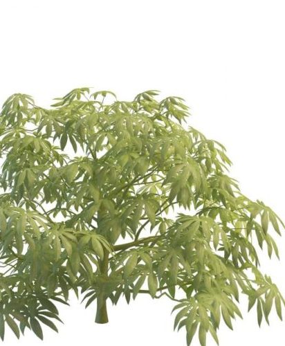 Fatsia Japonica Plant Tree