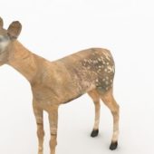 Realistic Fawn Deer Animals