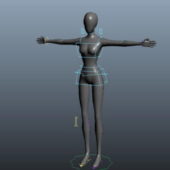 Female Character Body Rigged