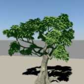 Nature Ficus Tree