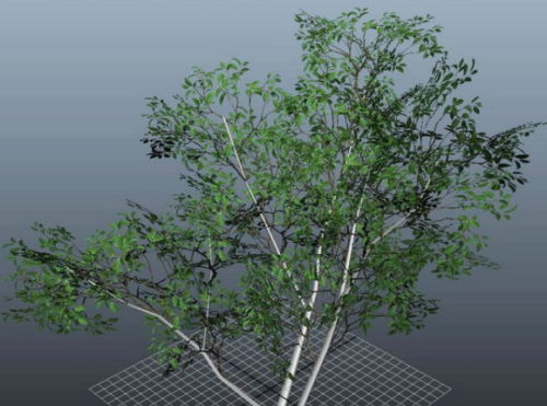 Ficus Plant Trees