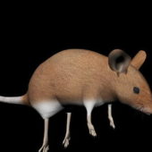 Animal Field Mouse