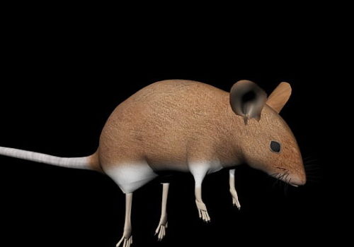 Field Mouse Low Poly Animal Animals