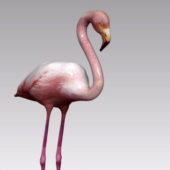 Wild Flamingo Bird Animal