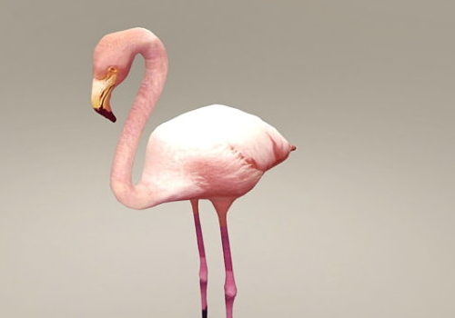 Realistic Flamingo Bird | Animals