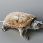 Florida Turtle Animal