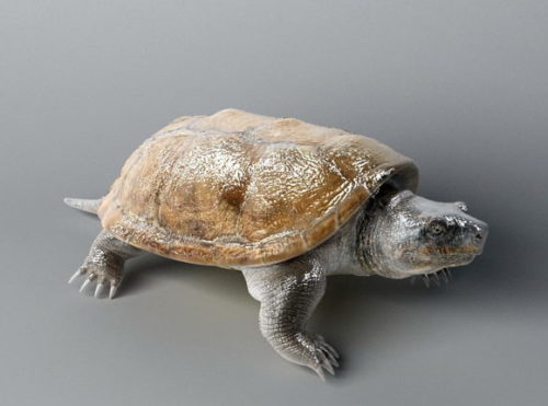 Florida Turtle Animal