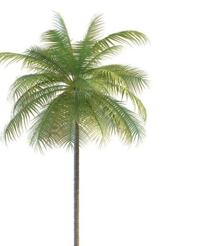 Nature Florida Palm Tree