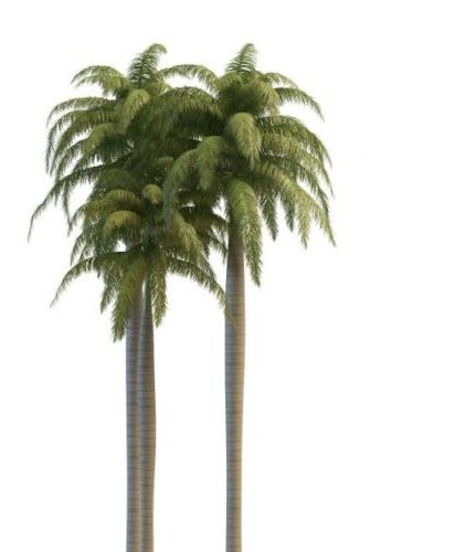 Green Florida Royal Palms