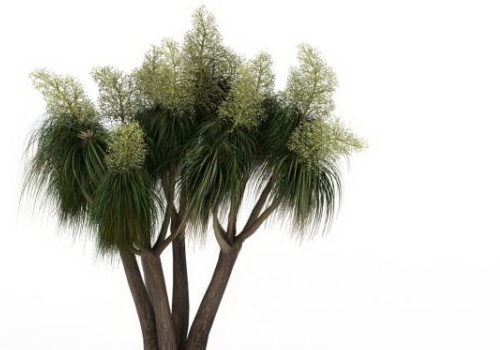 Florida Slash Green Pine Tree