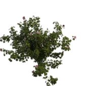 Nature Green Flowering Hibiscus Tree