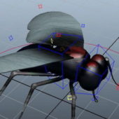 Fly Insect Animal Rigged