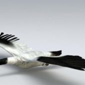 Flying Swan Animal