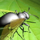 Flying Ant On Leaf