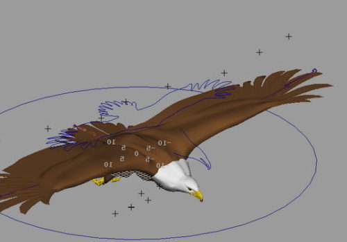 Bald Eagle Flying Rigged