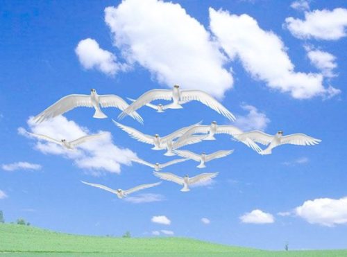 Flying Dove Animal Animation