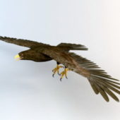 Animal Flying Eagle