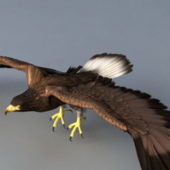 Flying Eagle Animal Animation