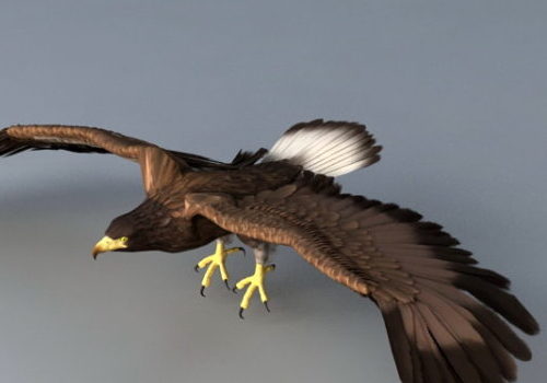 Flying Eagle Animal Animation