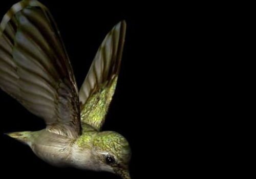 Flying Hummingbird Wild Animal Animals