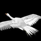Flying Swan Bird Animal