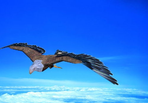 Flying Eagle Rigged & Animated Animals