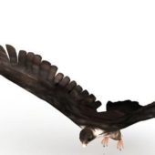Falcon Bird Animals V1