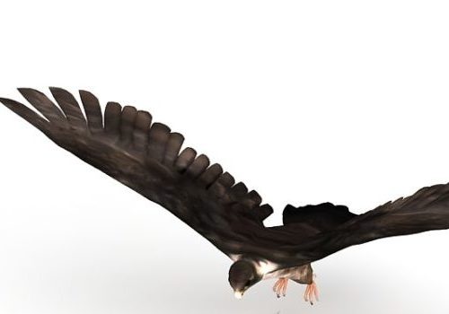 Falcon Bird Animals V1