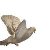Flying Pigeon Animals