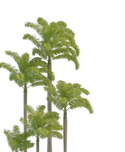 Landscape Foxtail Palm Tree