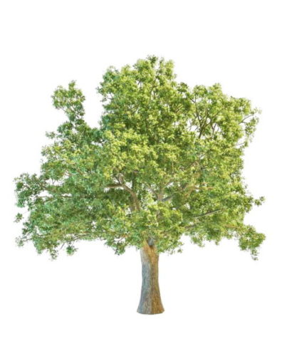 Oak Tree Plant