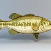 Animal Black Bass Fish