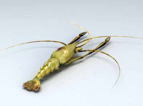 Shrimp Animal