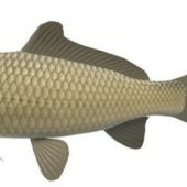 Freshwater Carp Sea Fish Animals