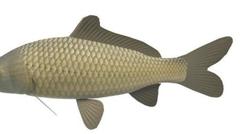 Freshwater Carp Sea Fish Animals