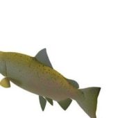 Freshwater Chinook Salmon River Fish Animals
