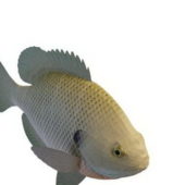 Freshwater Panfish Sea Fish Animals