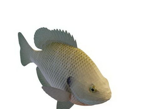 Freshwater Panfish Sea Fish Animals