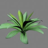 Nature Furcraea Plant
